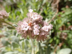 Eriodictyon traskiae