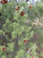 Pinus monophylla