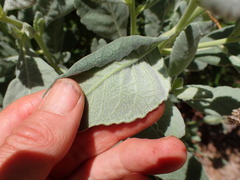 Eriodictyon traskiae