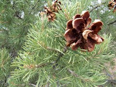 Pinus monophylla