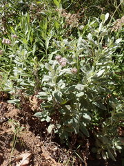 Eriodictyon traskiae