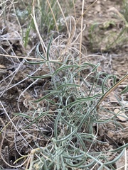 Astragalus flavus