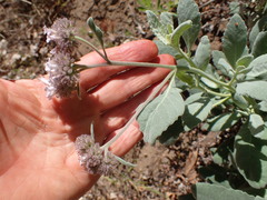 Eriodictyon traskiae