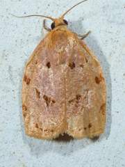 Archips rileyana