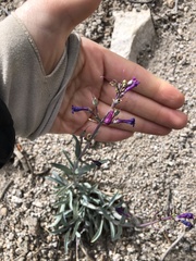 Penstemon patens