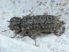 Lichenophanes bicornis