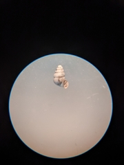 Gastrocopta contracta