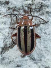 Disonycha leptolineata