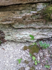 Gastrocopta contracta