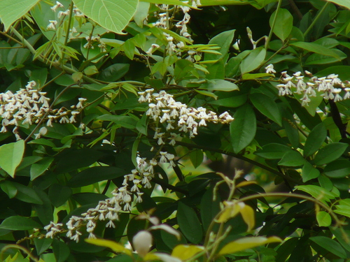 Brachypterum scandens (Roxb.) Miq.