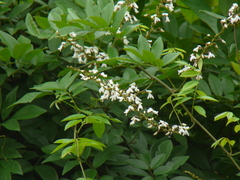 Derris scandens