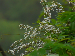 Derris scandens