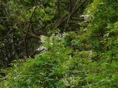Derris scandens