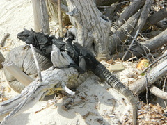 Ctenosaura oedirhina
