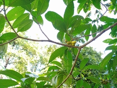 Tabernaemontana alternifolia