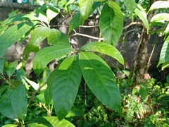 Tabernaemontana alternifolia