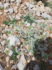 Cousinia hermonis
