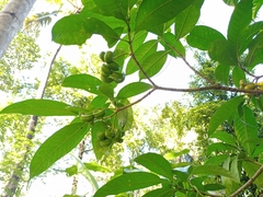 Tabernaemontana alternifolia