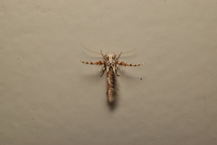 Stathmopoda stimulata