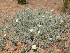 Calystegia malacophylla