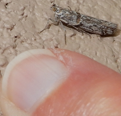 Laetilia dilatifasciella