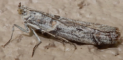 Laetilia dilatifasciella