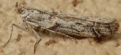 Laetilia dilatifasciella