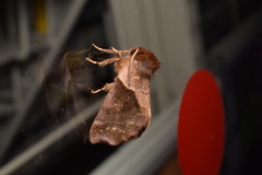 Gonoclostera timoniorum