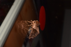 Gonoclostera timoniorum