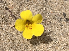 Diplacus vandenbergensis