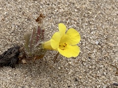 Diplacus vandenbergensis