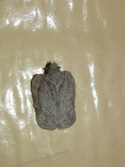 Flataloides scabrosus