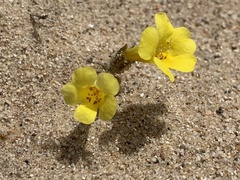 Diplacus vandenbergensis