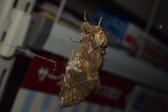 Peridea gigantea