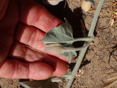 Calystegia malacophylla