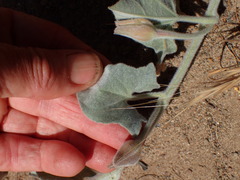 Calystegia malacophylla