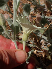 Calystegia malacophylla
