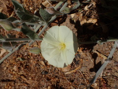 Calystegia malacophylla