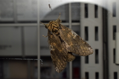 Peridea gigantea