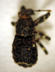 Megacolabus pteridosus