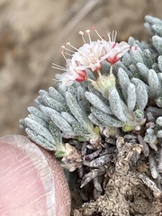 Eriogonum bicolor