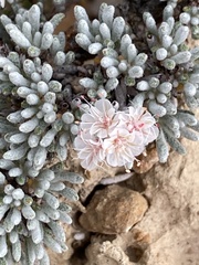 Eriogonum bicolor