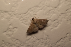 Cidariplura gladiata