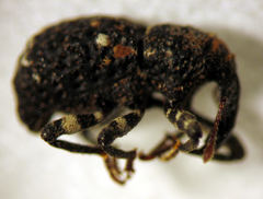 Megacolabus pteridosus