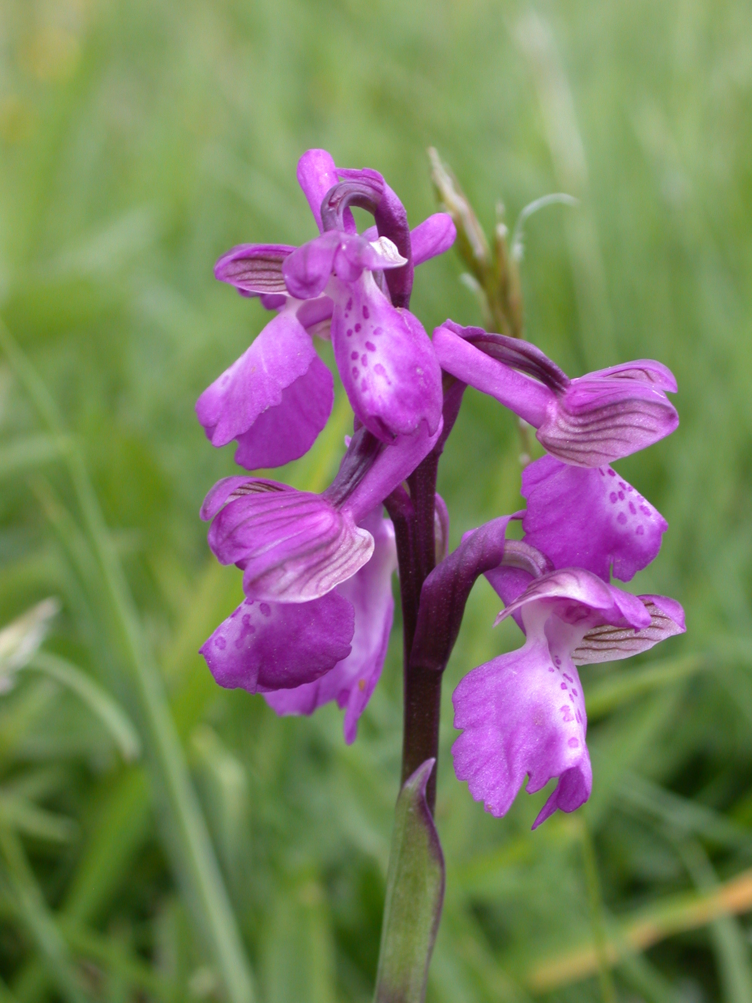 green-winged orchid (Anacamptis morio) · iNaturalist