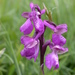 Green-winged Orchid - Photo (c) Bastiaan, some rights reserved (CC BY-NC-ND)