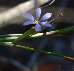 Sisyrinchium nashii