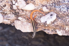 Morethia ruficauda ruficauda