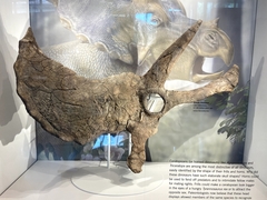 Triceratops