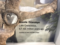 Triceratops